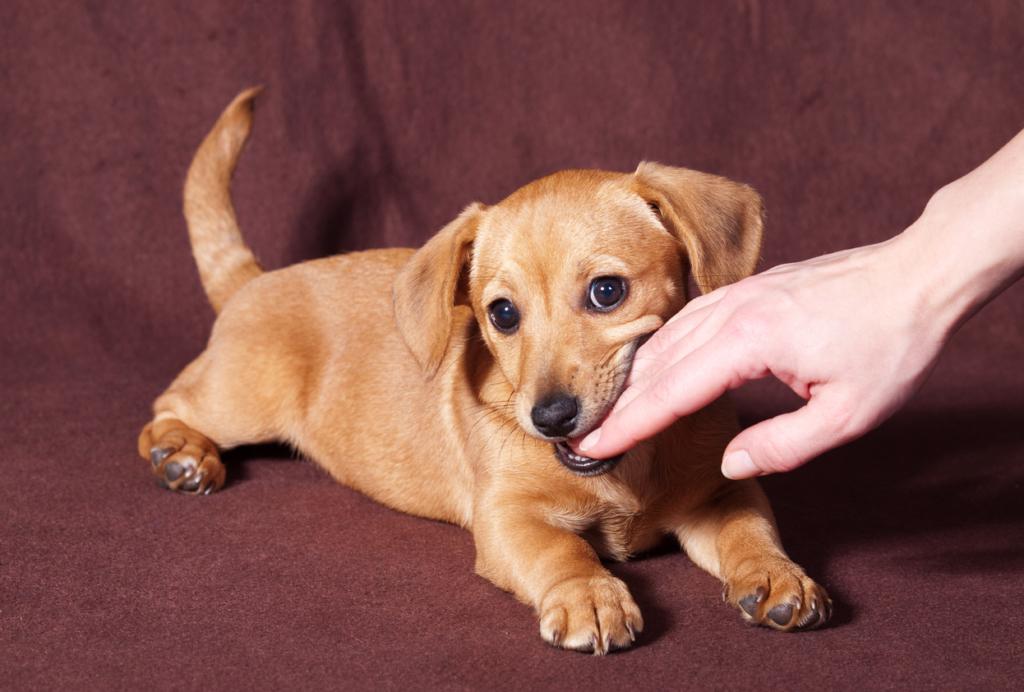 Massachusetts Dog Bite Law. Personal Injury Lawyer