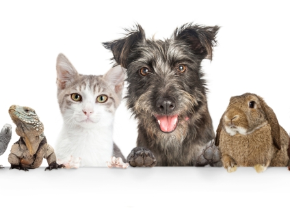 Domestic Pets Hanging Over White Website Banner